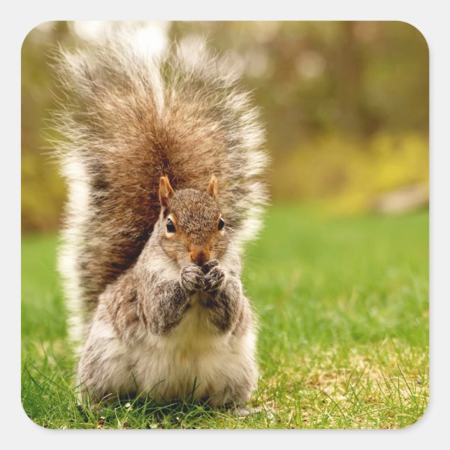 Adesivo Quadrado Quadrícula Gorda (Frente)