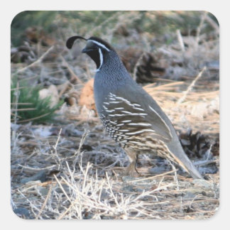 Adesivo Quadrado Quail da Califórnia - Sticker Quadrado