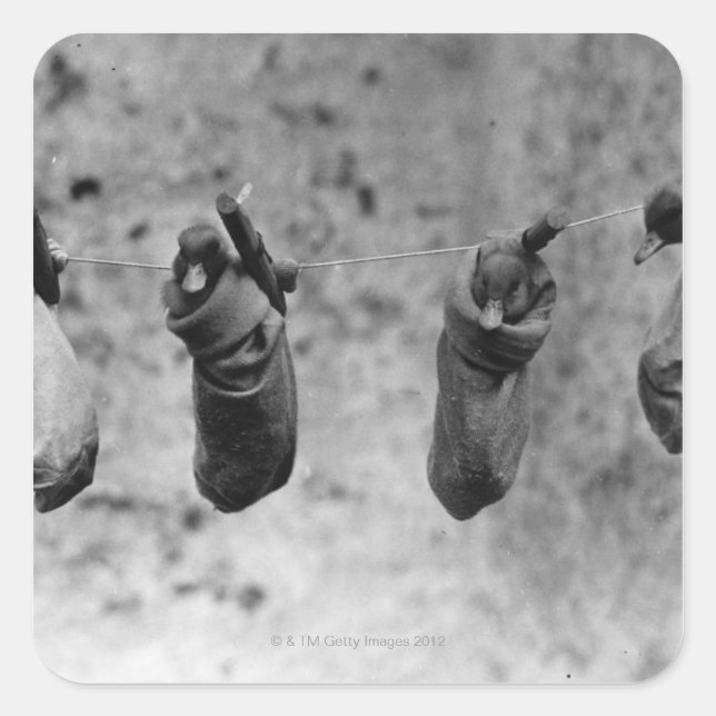 Adesivo Quadrado Quatro filhotes de um dia pegaram do mal (Frente)