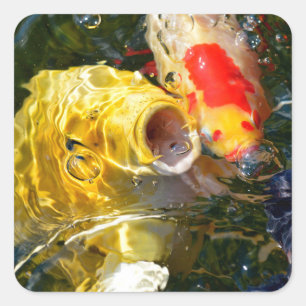 Adesivo Quadrado Queijo amarelo e peixe-dourado na superfície da ág