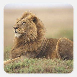 Adesivo Quadrado Quênia, Masai Mara Leão macho