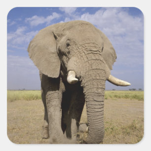 Adesivo Quadrado Quênia: Parque Nacional de Amboseli, elefante mach