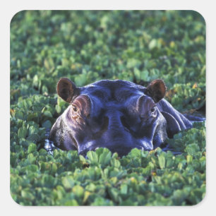 Adesivo Quadrado Quênia, Reserva Nacional Masai Mara.
