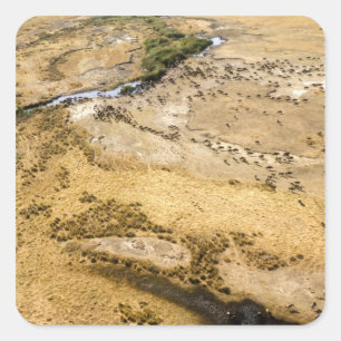 Adesivo Quadrado Quênia: Reserva Nacional Masai Mara, Mara