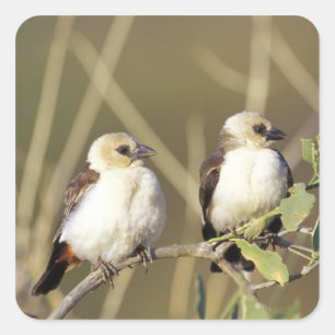 Adesivo Quadrado Quênia, Reserva Nacional Samburu