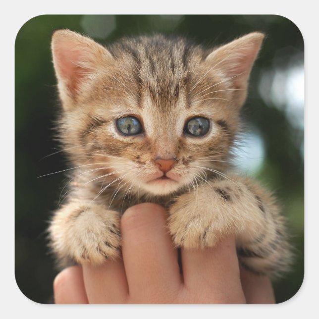 Adesivo Quadrado Querida Kitten (Frente)