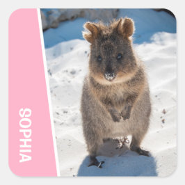 Adesivo Quadrado Quokka Cute Animal on the Beach Australia Pink