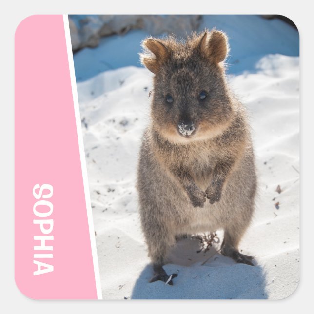 Adesivo Quadrado Quokka Cute Animal on the Beach Australia Pink (Frente)
