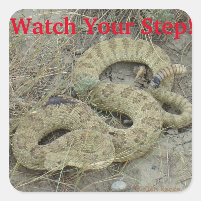 Adesivo Quadrado R20 Prairie Rattlesnake (Frente)