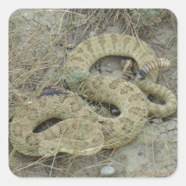 Adesivo Quadrado R20 Prairie Rattlesnake ferida