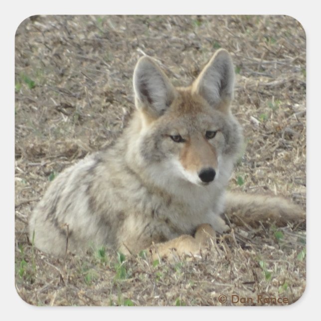 Adesivo Quadrado R22 Coyote Lay (Frente)