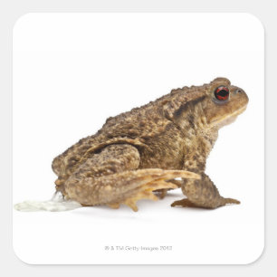 Adesivo Quadrado Rã comum ou sapo europeu (Bufo bufo) mijando