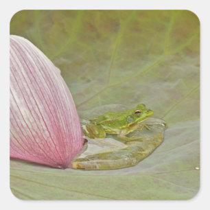 Adesivo Quadrado Rã e pétala de flor de lótus, China,