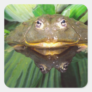 Adesivo Quadrado Rã-Touro-Africana, Pyxicephalus 2