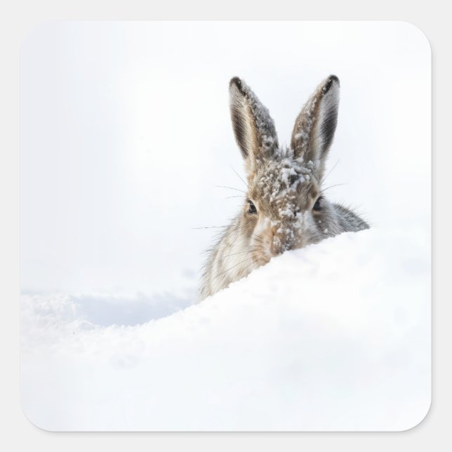 Adesivo Quadrado Rabbit Peeking Over a Snowdrift (Frente)