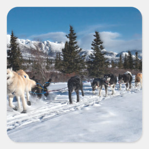 Adesivo Quadrado Raça ronca do trenó do cão de Alaska