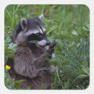 Adesivo Quadrado Raccoon Brincando!