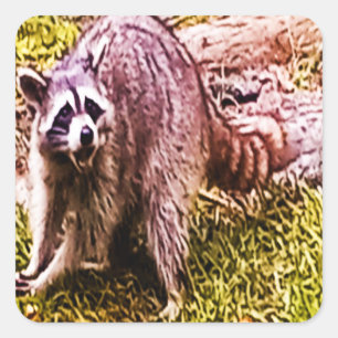 Adesivo Quadrado Raccoon Com Uma Flor De Lis Sticker