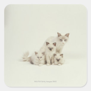 Adesivo Quadrado Ragdolle cat fêmea com gatinhos