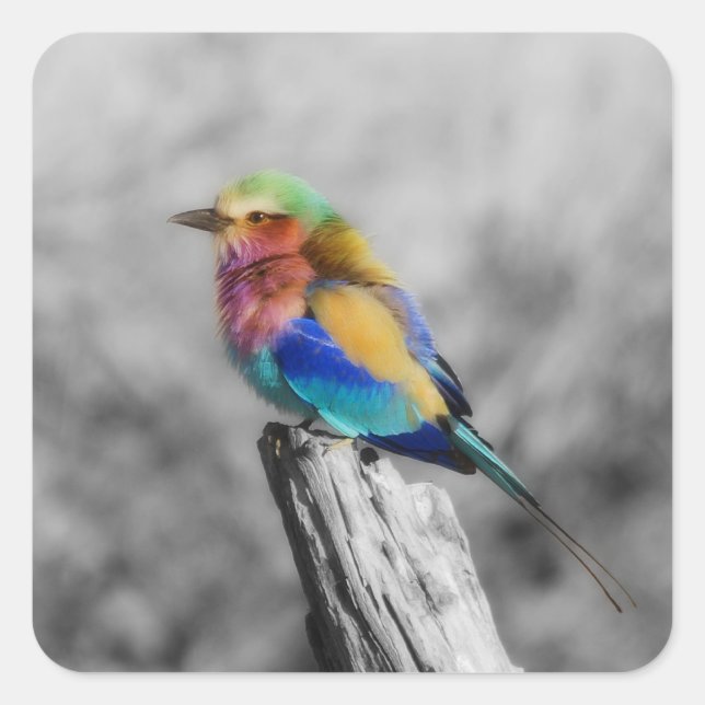 Adesivo Quadrado Rainbow Bird (Frente)