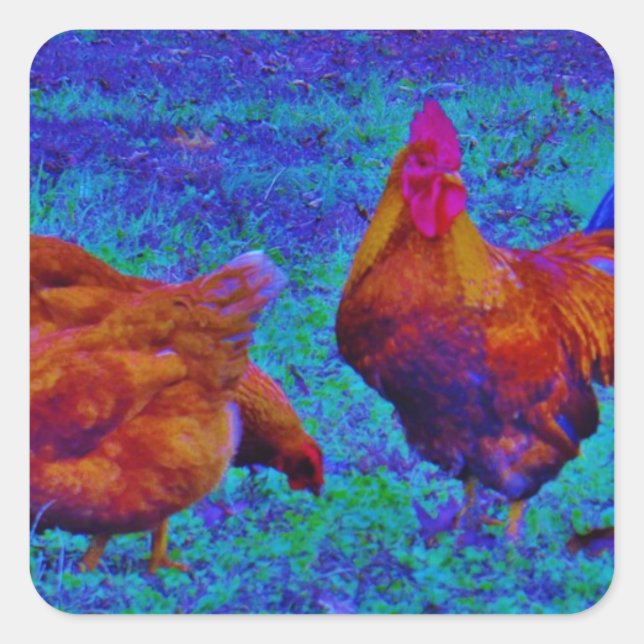 Adesivo Quadrado Rainbow Rooster & Hens, Blue Elétrico (Frente)