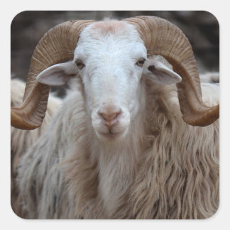 Adesivo Quadrado Ram Stickers