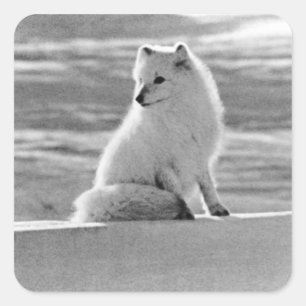 Adesivo Quadrado Rapariga vintage EUA Alasca raposa ártica 1970