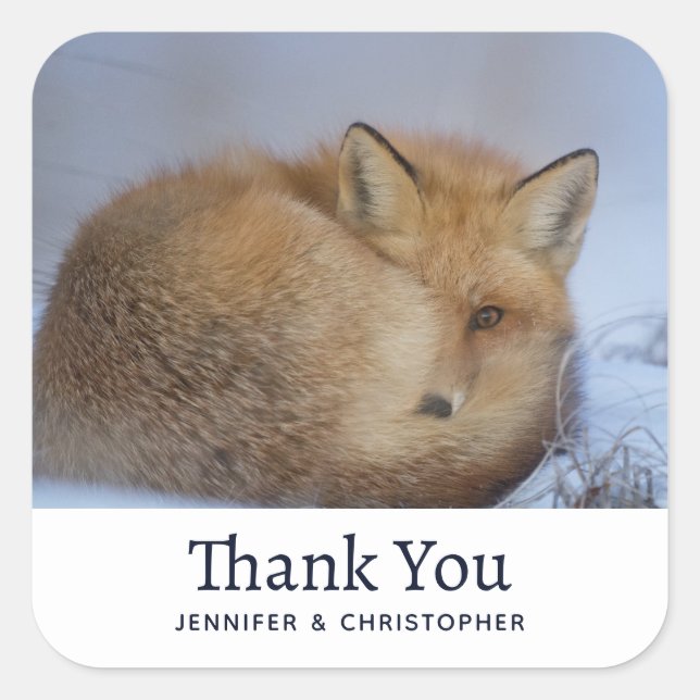 Adesivo Quadrado Raposa Bela Curva Foto De Inverno Aniversário (Frente)