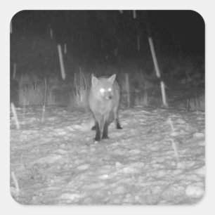 Adesivo Quadrado Raposa na Cena de Inverno da Natureza Selvagem Art