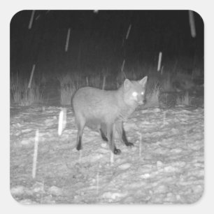 Adesivo Quadrado Raposa na Neve Arte Animal Personalizável de Inver