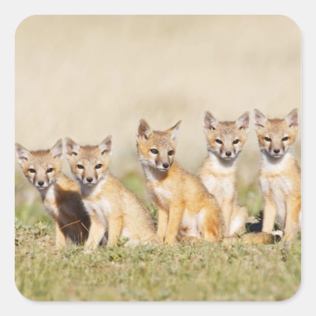 Adesivo Quadrado Raposa Roxosa (Vulpes macrotis) jovem em den Burro (Frente)