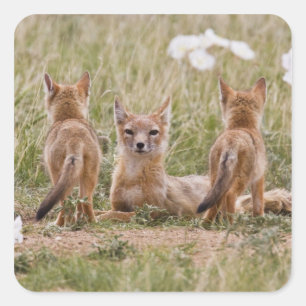 Adesivo Quadrado Raposa Veloz (Vulpes velox) fêmea com filhotes em