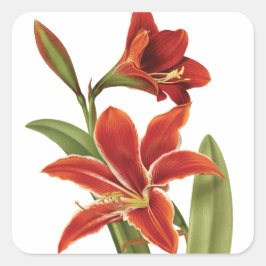 Adesivo Quadrado Red Amaryllis Flower Vintage Botânica