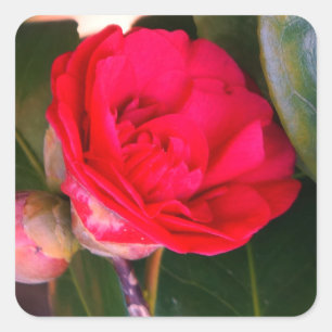 Adesivo Quadrado Red Camellia Stickers