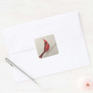 Adesivo Quadrado Red Cardinal Bird Sticker
