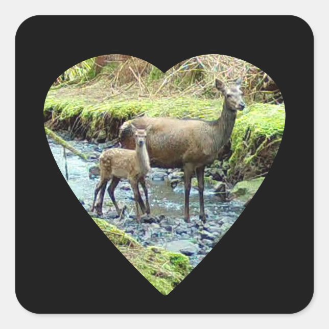 Adesivo Quadrado Red Deer Doe e Baby Deer (Frente)