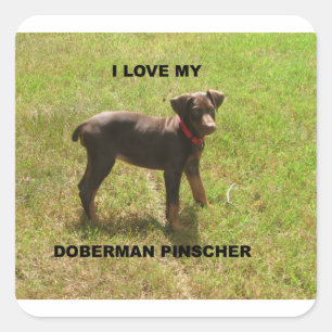 Adesivo Quadrado Red_doberman_love w pic