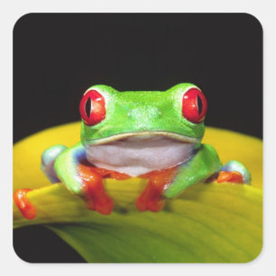 Adesivo Quadrado Red Eye Treefrog, Agalychinis callidryas, Nativo