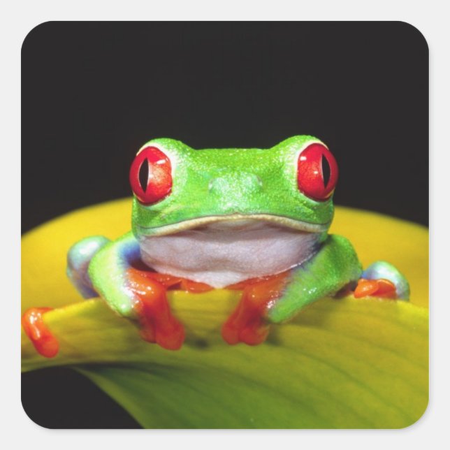 Adesivo Quadrado Red Eye Treefrog, Agalychinis callidryas, Nativo (Frente)