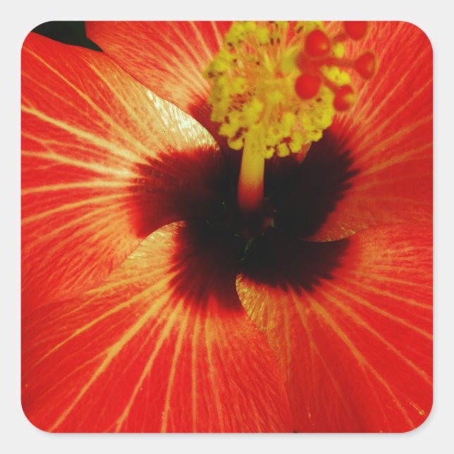 Adesivo Quadrado Red Hibiscus (Frente)