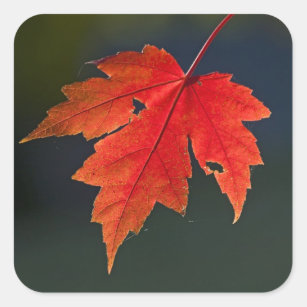 Adesivo Quadrado Red Maple Acer rubrum) folha vermelha no outono,