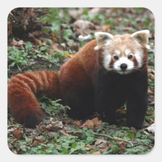 Adesivo Quadrado Red Panda