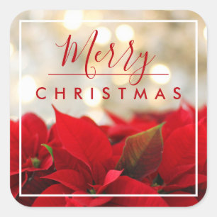 Adesivo Quadrado Red Poinsettias com Ouro Bokeh Natal