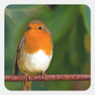 Adesivo Quadrado Red ROBIN