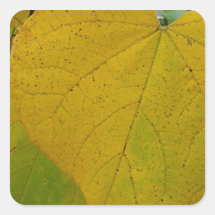 Adesivo Quadrado Redbud Amarelo deixa fotografia do outono
