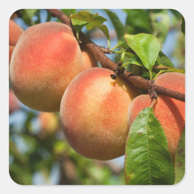 Adesivo Quadrado Reife Weingartenpfirsiche (Frente)