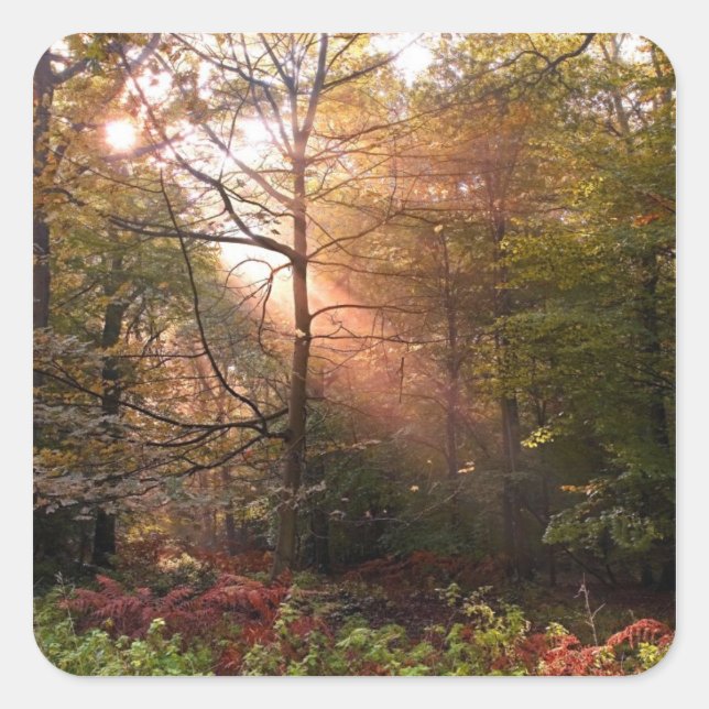 Adesivo Quadrado Reino Unido. Floresta de Dean. Feixe de sol penetr (Frente)