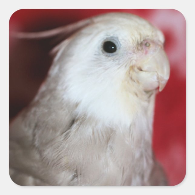 Adesivo Quadrado Réplicas (Frente)