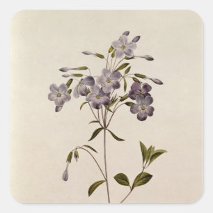 Adesivo Quadrado Reptans do Phlox