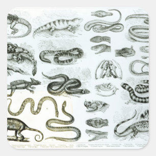 Adesivo Quadrado Répteis, Serpentes e Lagartos